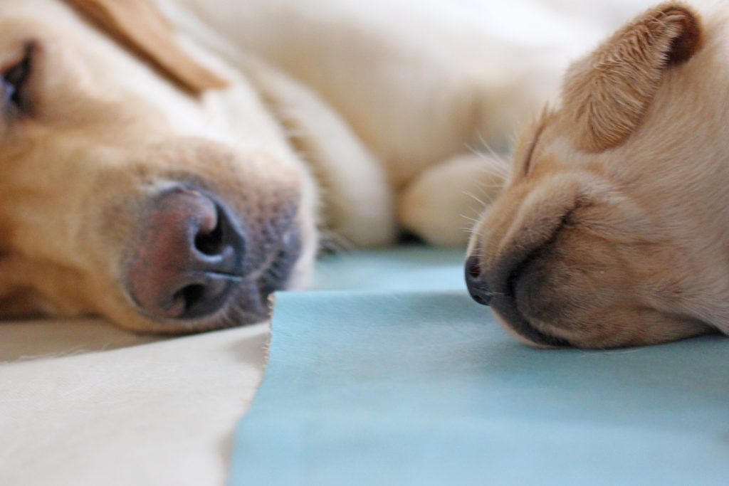 子犬のお腹がパンパンです｜幽門狭窄 はづき動物病院岐阜県岐阜市