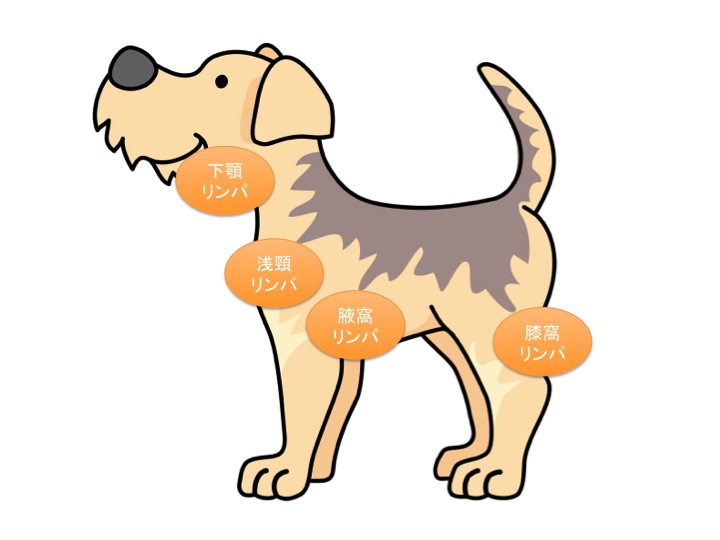 リンパ腫と診断されたら 知っておきたい１０の事 犬の多中心型リンパ腫 はづき動物病院 岐阜県岐阜市
