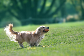 動物の写真